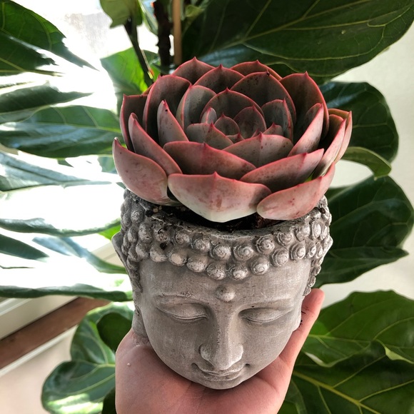 Zen planter - Picture 2 of 4